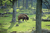 Bayerischer Wald